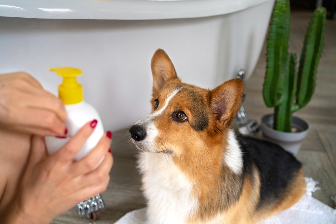 Say Goodbye to Scratching: The Power of Anti-Itch Shampoo for Dogs